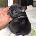 AKC French Bulldog puppies available